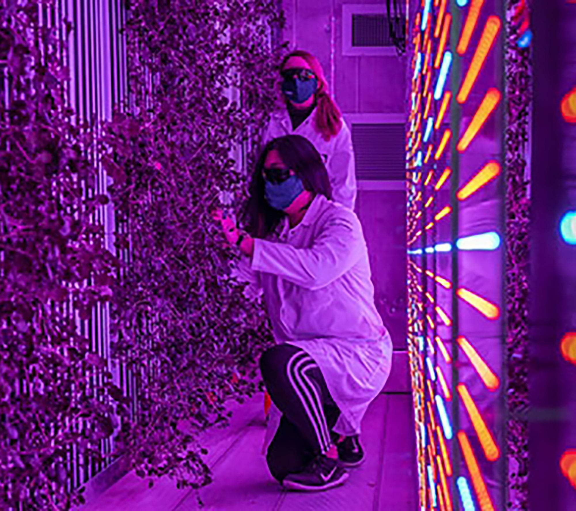 people looking at a vertical planter with purple lights surrounding them