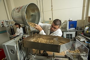 Man pouring out coffee beans from large bucket into tray.