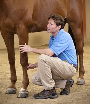 Male vet inspecting horses front leg in a crouch position