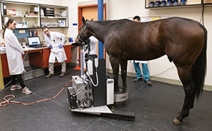 Horse being examined