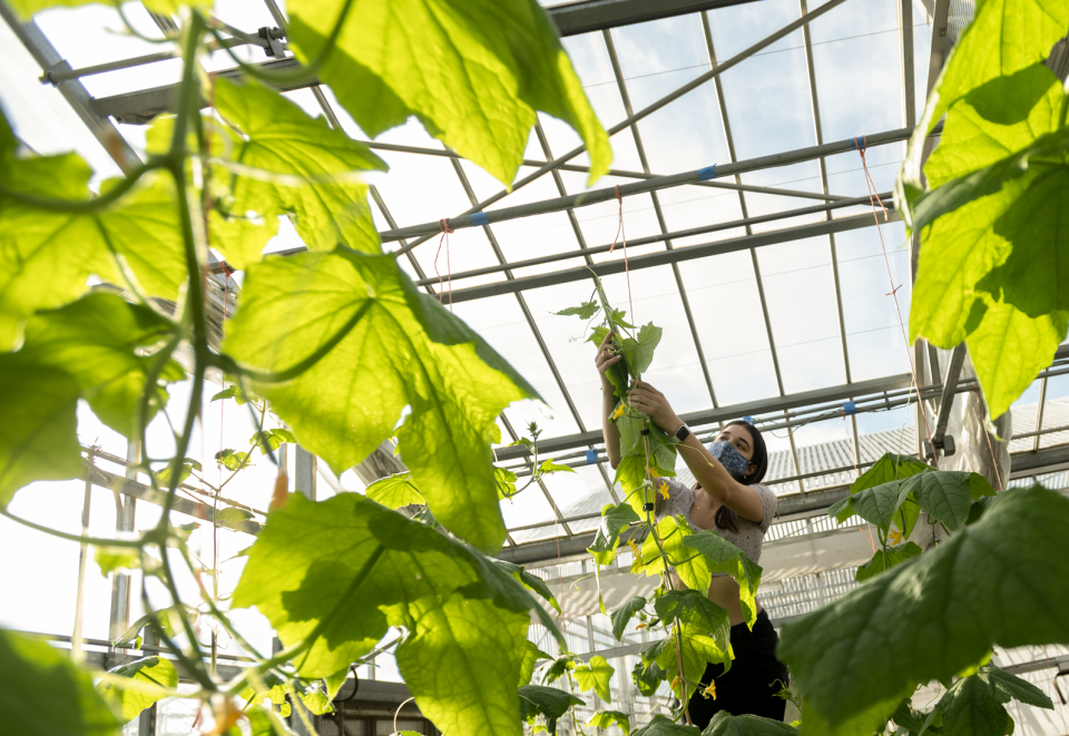 A student worker harvesting cucumber in a greenhouse.