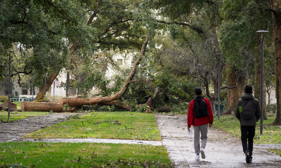 Trees that have been uprooted and fallen block the walking path on campus.