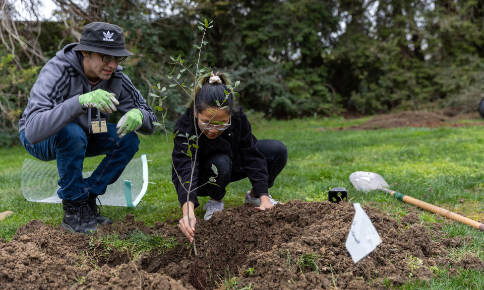 Two people crouch down to plant a new tree in the dirt.