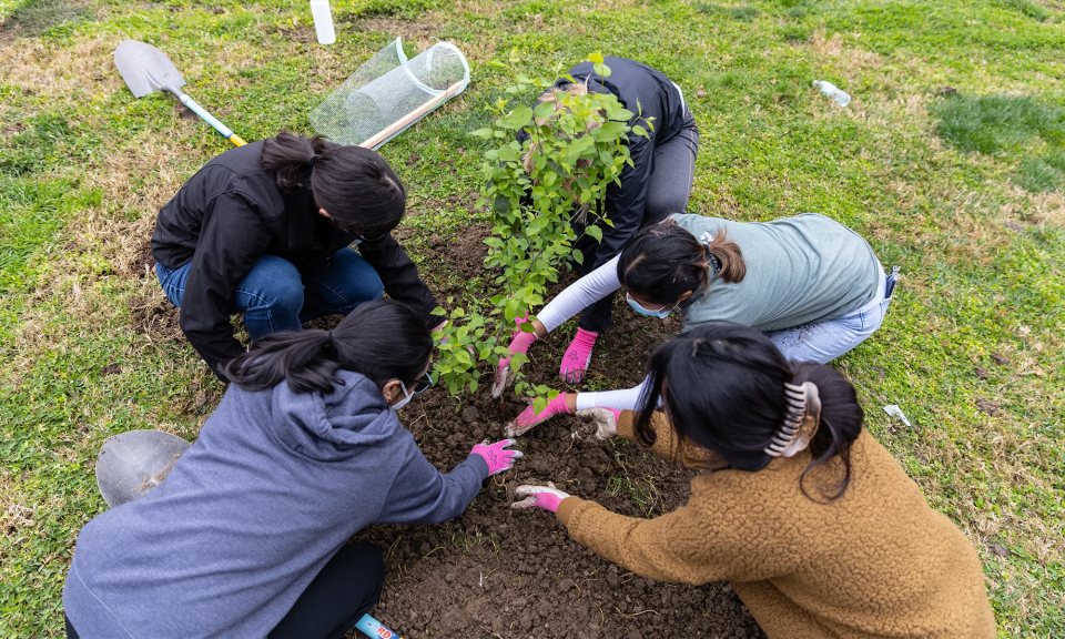 A group of people planting a tree in the dirt.