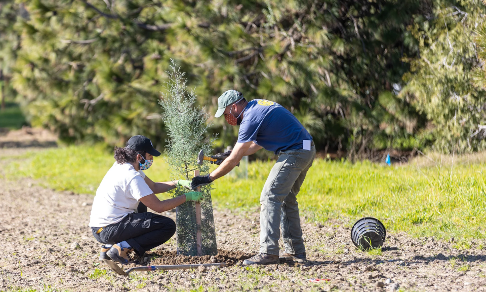 Two people crouch down to plant a new tree. It is attached to a brace and netting surrounds it.