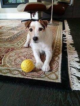 A Russell Terrier sitting on a rug indoors with a yellow ball in front of its outstretched paws.