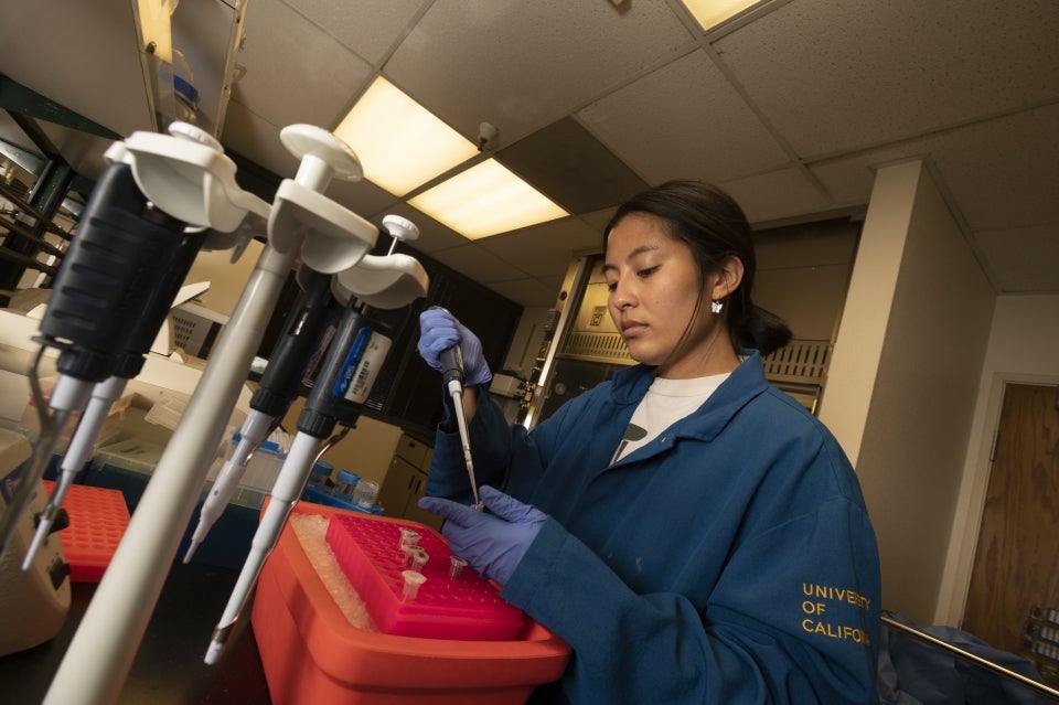 A University of California researcher wearing a lab coat and gloves uses a pipette to extract solution from a tube.