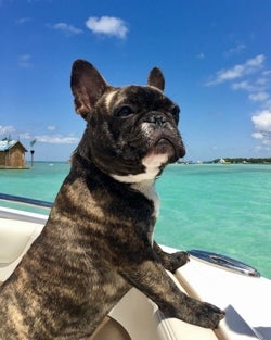 Quorra, a dark chocolate French bulldog leans over the edge of a boat in a tropical destination.
