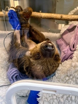 Suzy the two-toed sloth received life-saving care from a diverse team of specialists.