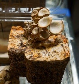 Mushroom mycelium, a component of the blades.