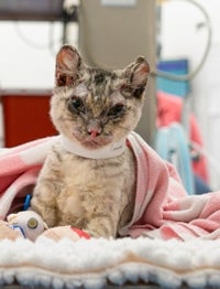 A feline burn victim receives treatment and comfort.