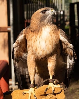A large bird of prey is perched on a handler's gloved hand.