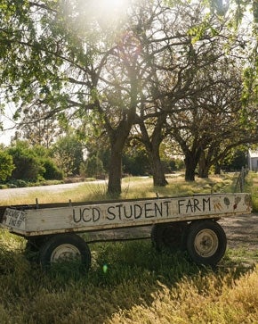 A wooden wagon with the words &#34;UCD student farm&#34; written on it.