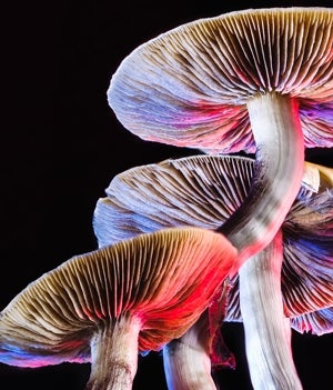 Three mushrooms with colorful lights shining on them.