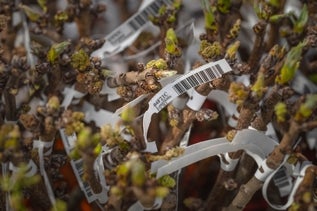 Pistachio buds growing in a lab.