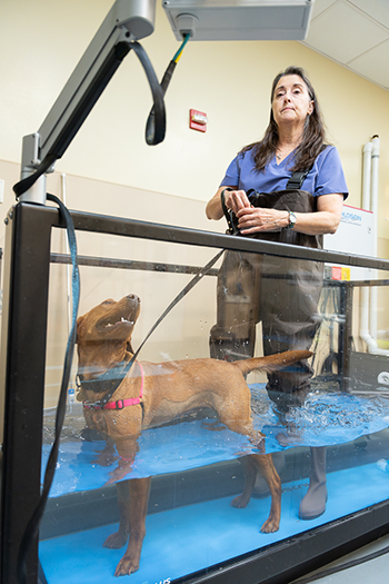 Veterinary Rehabilitation Practitioner Leigh Ann Nilsson helps a dog who is being rehabilitated thanks to new treadmills that were part of a donation to the school’s sports medicine and rehabilitation service.