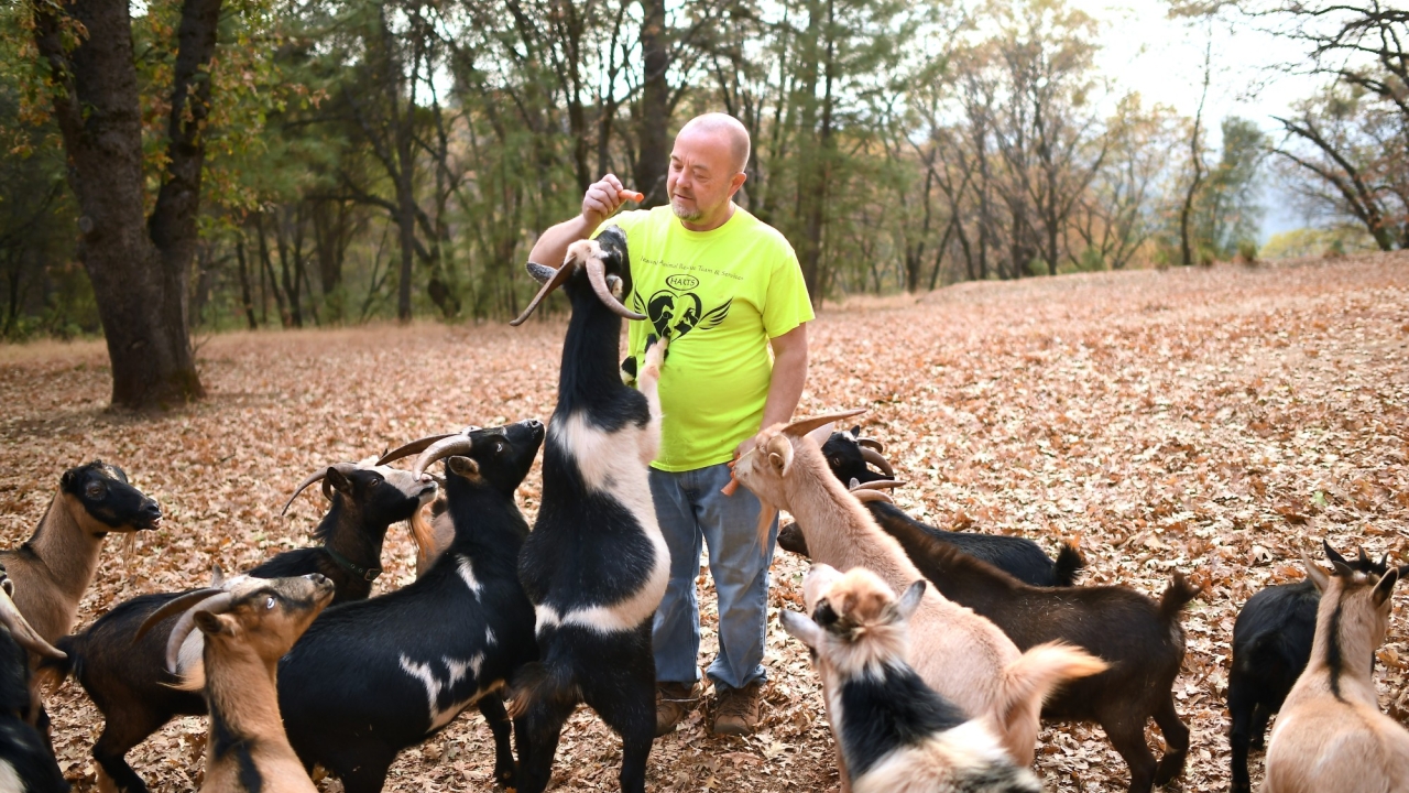 Jim Clark, who escaped the Camp fire in Paradise, Calif., feeds his goats at his new home in Grass Valley, Calif.(Wally Skalij / Los Angeles Times) Jim Clark