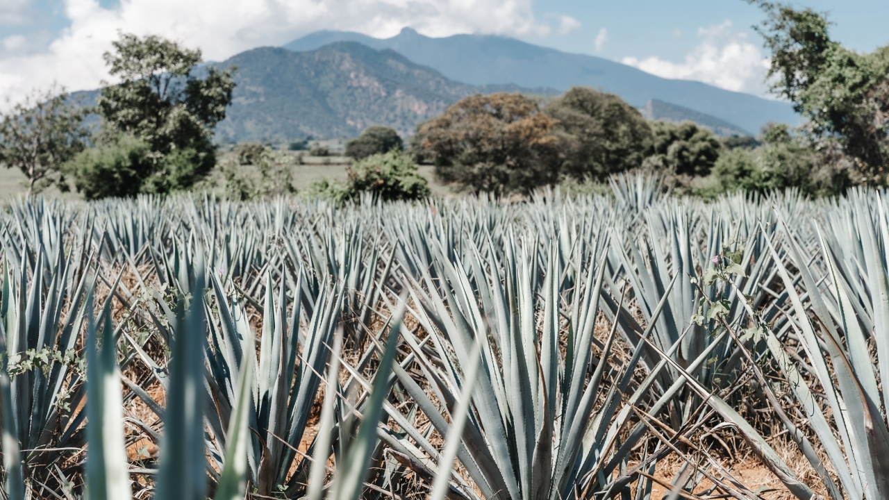 A plot of agave plants.