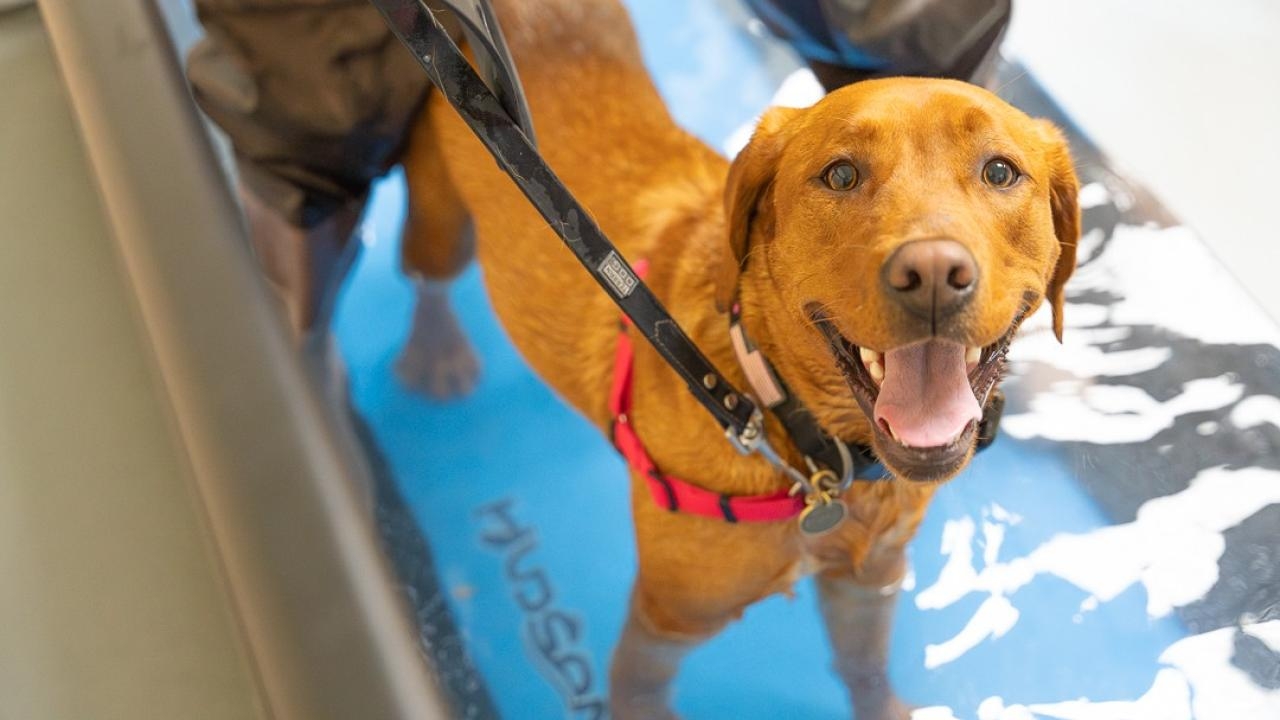 A dog exercises on a new underwater treadmill at the UC Davis veterinary hospital.
