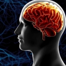 Series of Human Brain illustrations throughout life stages