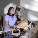 Dog in an MRI machine