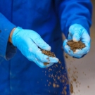 Hands in blue gloves crumbling a material that is brown and grainy.