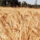Wheat