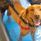 A dog exercises on a new underwater treadmill at the UC Davis veterinary hospital.